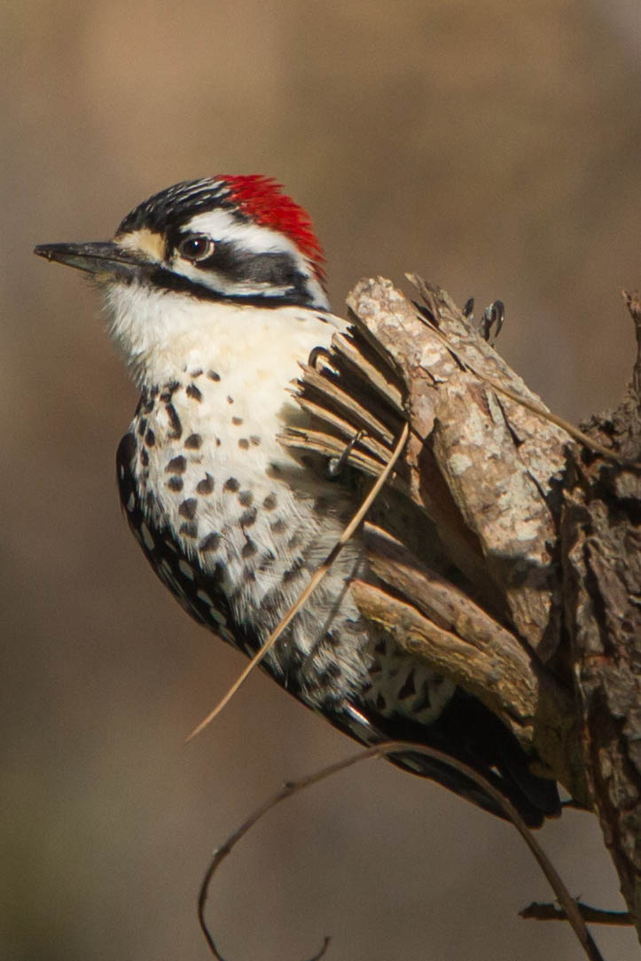 The Nuttall's Woodpecker is a small woodpecker, a little more than seven inches long. Like most woodpeckers, it is mostly black and white; it has a series of bars across its back and wings, and a black tail. The male has a red patch on his head. The nine-inch Acorn Woodpecker is larger with a black back, the six-and-a-half-inch Downy Woodpecker has a white stripe on its back and the eight-and-a-half-inch Redbreasted Sapsucker has a white stripe on the wing
The Nuttalls Woodpecker is restricted to California and northern Mexico west of the Sierra Nevada and Cascade ranges. They can be found throughout the park wherever oak trees are found. Although Nuttalls Woodpeckers prefer to forage in oak trees, they do not eat acorns, but prefer fruits, berries, and insects, especially adult and larva beetles. They work their way carefully across trunks and branches searching crevices and under the bark, often hanging upside down as they forage, flaking and probing the bark rather than drilling.